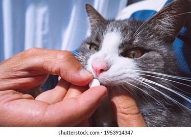 Owner Giving A Pill Or Tablet To Sick Cat. Pills For Pets. Meds For Animals. Anthelmintic For Pets