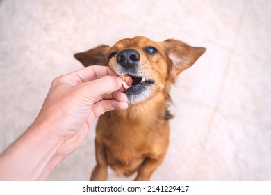 Owner giving snack or prize to dog. Feeding funny brown dog. Owner giving his dog training award