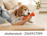 Owner giving toy to cute dog at home, closeup. Playing with pet