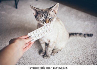 Owner Is Going To Give To The Cat Medicine - Pill For The Pets With Heart Diseases. Selective Focus. Cat Is Feeling Naughty And Curious, Ready To Eat The Tablet. Meds And Mastication Content For Pets.