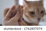 Owner hand holding pet fur clump with blurred two cat