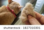 Owner hand holding pet fur clump with blurred young cat