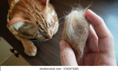 Owner hand holding pet fur clump with blurred ginger cat