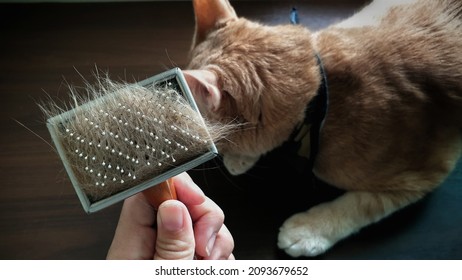 Owner Hand Holding Pet Hair Brush With Pet Fur Clump After Grooming Cat