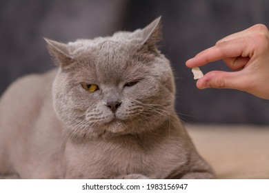 The Owner Hands His Cat A Treat. The Cat With A Displeased Face Looks To The Side. Refusal Of Pills