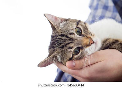 Owner Hands Holding A Cat.Man Hands Holding A Little Cat In His Hands.Cat Adoption.Cat Care.