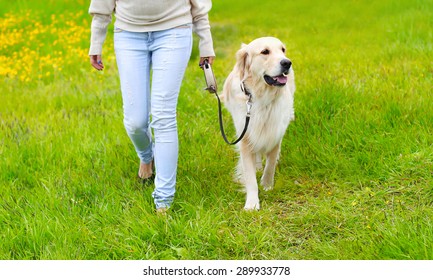 Owner And Happy Golden Retriever Dog On The Grass Walking In Summer Day