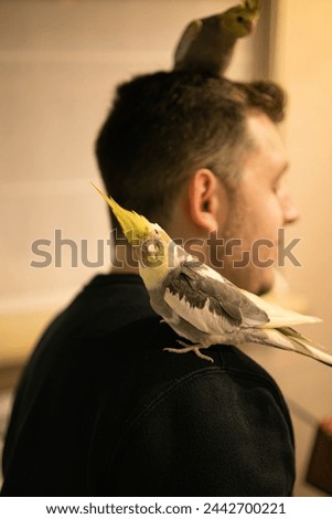 owner with her pet.funny cockatiel parrot.Beautiful photo of a bird. Ornithology.Funny parrot.Cockatiel parrot.
Home pet bird.Love for animals.Cute cockatiel.Home pet bird.love for pet.parrot taming