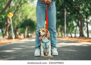 Owner and his beagle dog is having fun while walking in dog park in morning summer, Dog training. - Powered by Shutterstock