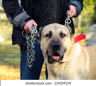 Owner Holding Big Dog On Chains