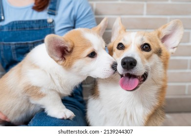 The Owner Holds A Pembroke Corgi Mom And A Puppy Against The Backdrop Of A Brick Wall. Dog Family.