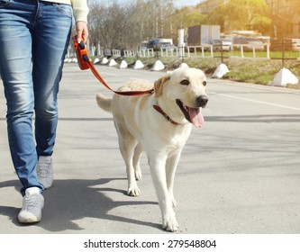 Owner And Labrador Retriever Dog Walking In The City