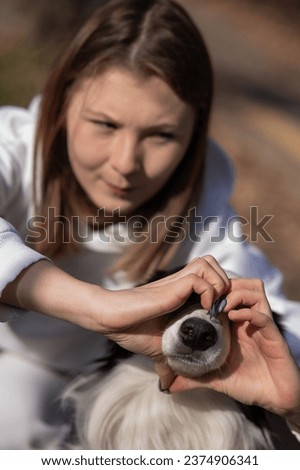 The owner makes a heart on the nose of the border collie dog with her hands. 