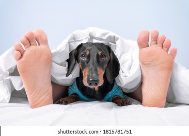 Owner And Pet Sleep Together In Bed At Home Or In Room Of Dog-friendly Hotel. Human Feet Stick Out From Under Blanket And Head Of Dachshund Peeks Out From Under The Cover Between Them.