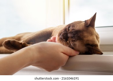 Owner Petting Burmese Cat Resting On Windowsill.