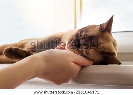 Owner petting burmese cat resting on windowsill.
