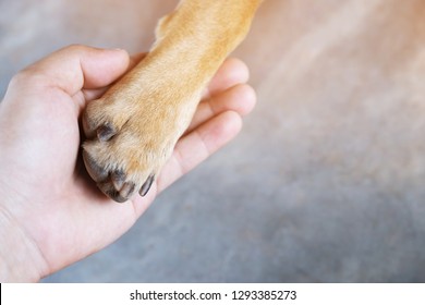 Owner Petting His Dog, Hands Holding Paws Dog Are Taking Shake Hand Greet Together. Empty Space For Text.