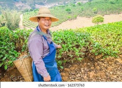 The owner of a plantation of tea of Puer is ready to tea leaf gathering...