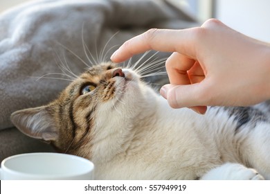 Owner Playing With Cute Funny Cat At Home, Closeup