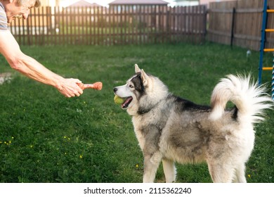 Owner is playing with a husky dog in yard of house on grass behind fence. A toy in the owner's hand, a happy husky with a ball in his teeth. Friendship with a pet, care, training and entertainment