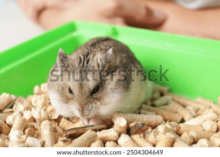 The owner plays with the hamster, the pet eats from a bowl, the hamster gnaws at filler.
