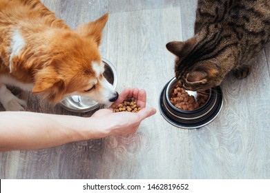 Owner Pours Dry Food To The Cat And Dog In The Kitchen. Master's Hand. Close-up. Concept Dry Food For Animals