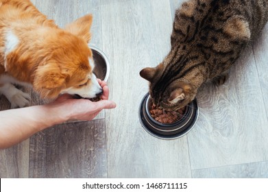 Owner Pours Dry Food To The Cat And Dog In The Kitchen. Master's Hand. Close-up. Concept Dry Food For Pets