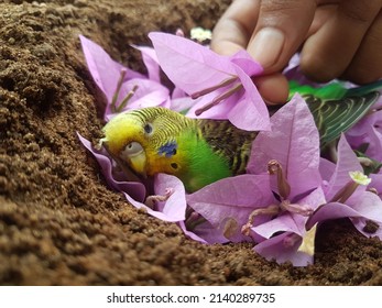 Owner Saying Last Good Bye With Purple Bougainvilla Flower To Dead Body Of Sad Sick Green And Yellow Female Budgie Pet Bird Also Known As Budgerigar, Common Or Shell Parakeet Before Burying In Ground.