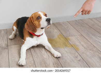 Owner Scolding Naughty Dog For Wet Spot On Floor