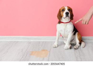 Owner Scolding Naughty Dog For Wet Spot On Floor