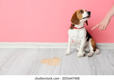 Owner Scolding Naughty Dog For Wet Spot On Floor