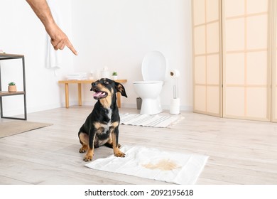 Owner Scolding Naughty Dog For Wet Spot On Floor