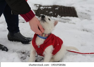 Owner Stroking AnWest Highland Puppy In The Snow, Red Coat, Westie Puppy In A Snowy Day