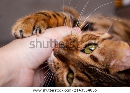Owner is stroking bengal cat. Close-up.