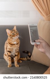 The Owner Takes A Picture Of His Red Pet - A Cat On The Phone.