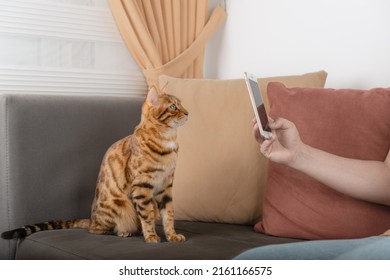 The Owner Takes A Picture Of His Red Pet - A Cat On The Phone.