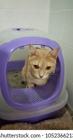 Owner Teach A Pet To defecate Inside Pet Indoor Toilet In The Restroom.