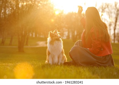 The Owner Training The Dog In The Park At Sunset. Woman And Sheltie Shetland Sheepdog On A Walk