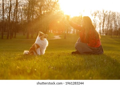 The Owner Training The Dog In The Park At Sunset. Woman And Sheltie Shetland Sheepdog On A Walk