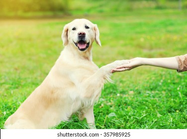 Owner Training Golden Retriever Dog On Grass, Giving Paw