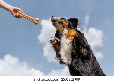 owner trains dog and gives reward treat bone against blue sky background, dog training concept - Powered by Shutterstock