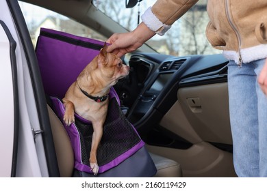 Owner transporting her dog, closeup. Chihuahua in pet carrier - Shutterstock ID 2160119429