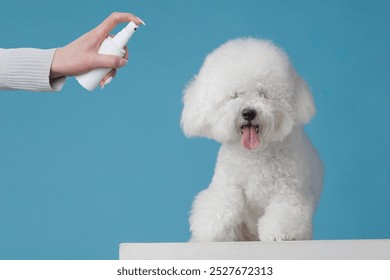 owner treats white dog with spray against parasites, on clear blue background, treatment and care of animals, hand applies product to dog with spray