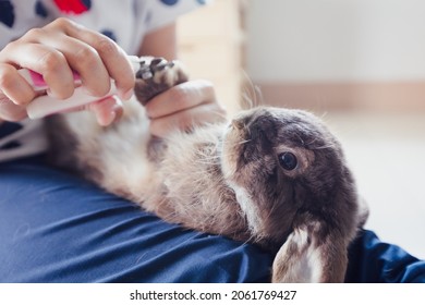 Owner Trimming Nails Of Her Pet Cute Rabbit. Domestic Rabbit Lying Down On Owner Lap To Get Cut Finger Nail With Special Scissors For Pet Care. Take Care Pets And Animals Concept.