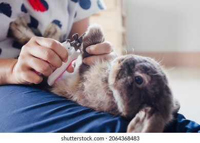 Owner Trimming Nails Of Her Pet Cute Rabbit. Domestic Rabbit Lying Down On Owner Lap To Get Cut Finger Nail With Special Scissors For Pet Care. Take Care Pets And Animals Concept.