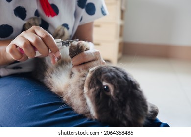 Owner Trimming Nails Of Her Pet Cute Rabbit. Domestic Rabbit Lying Down On Owner Lap To Get Cut Finger Nail With Special Scissors For Pet Care. Take Care Pets And Animals Concept.