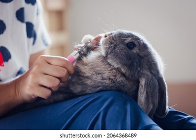 Owner Trimming Nails Of Her Pet Cute Rabbit. Domestic Rabbit Lying Down On Owner Lap To Get Cut Finger Nail With Special Scissors For Pet Care. Take Care Pets And Animals Concept.