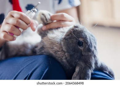 Owner Trimming Nails Of Her Pet Cute Rabbit. Domestic Rabbit Lying Down On Owner Lap To Get Cut Finger Nail With Special Scissors For Pet Care. Take Care Pets And Animals Concept.