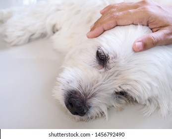 Owner Used Hand Massage On Pet Head. White Dog Is Sick And Sleeping On Floor, Caring For Pets With Love And Care.