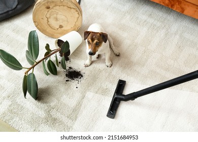 Owner Vacuuming Carpet After Naughty Dog